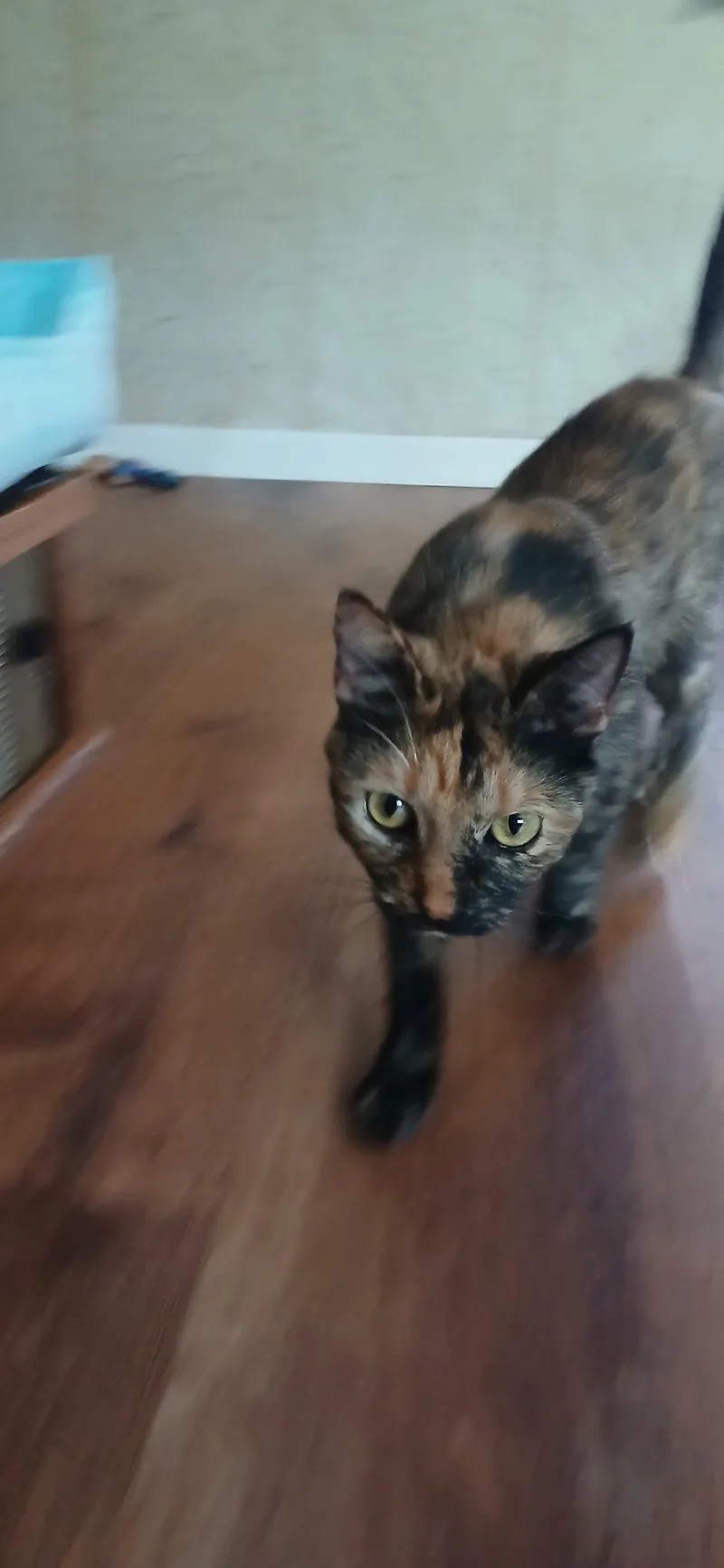 An adult medium-sized female Domestic Short Hair cat named Tacarra for adoption in Satellite Beach, FL
