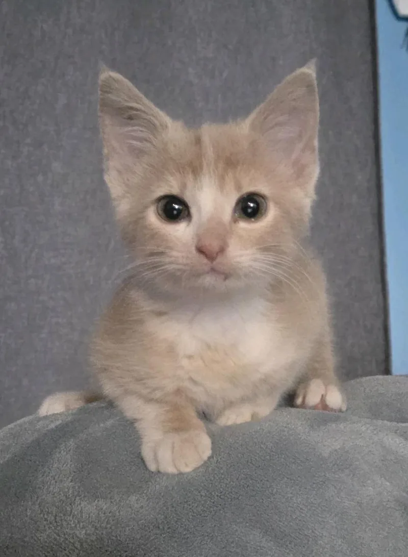 A baby medium-sized female Tabby (Orange / Red) Domestic Short Hair cat named Summitt for adoption in Murfreesboro, TN