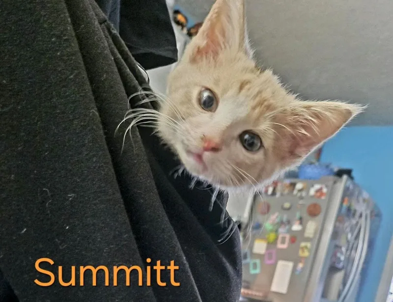 Summitt thumbnail 2