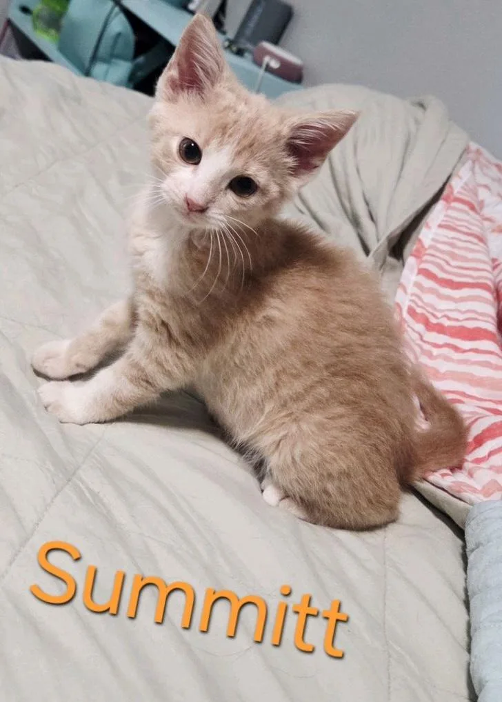 Summitt thumbnail 3