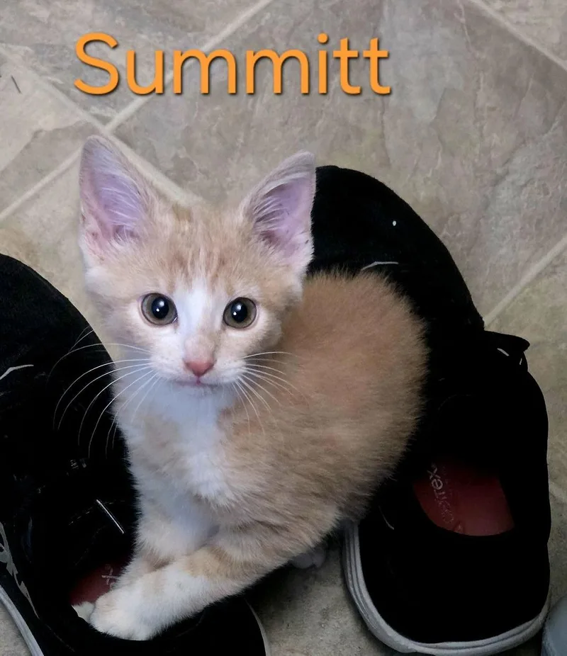 Summitt thumbnail 4