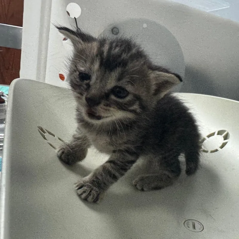 A baby small-sized female Brown / Chocolate Domestic Short Hair cat named Fern for adoption in Columbus, GA