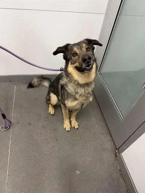 An adult large-sized male German Shepherd Dog dog named Bear for adoption in Mesa, AZ