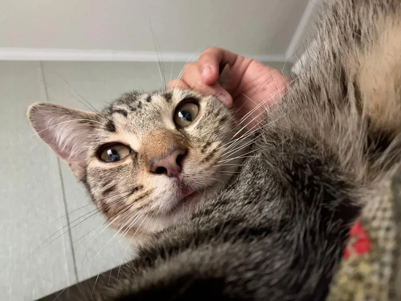 A baby medium-sized male Domestic Short Hair cat named Randall for adoption in Walled Lake, MI