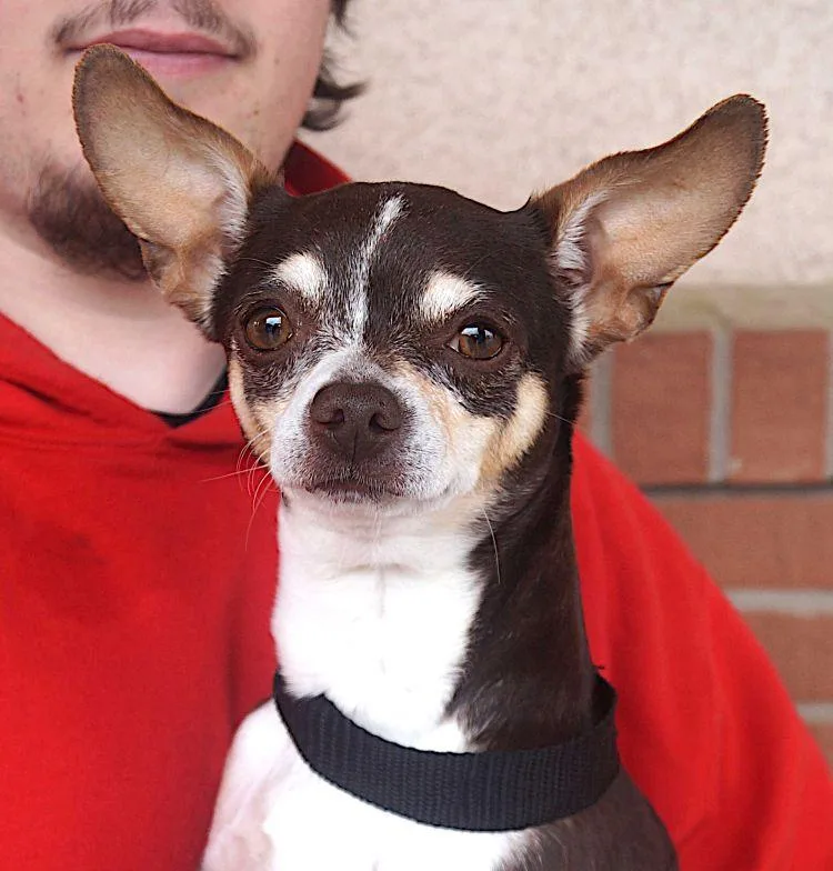 An adult small-sized female Brown / Chocolate Chihuahua dog named Algae for adoption in Carrollton, TX