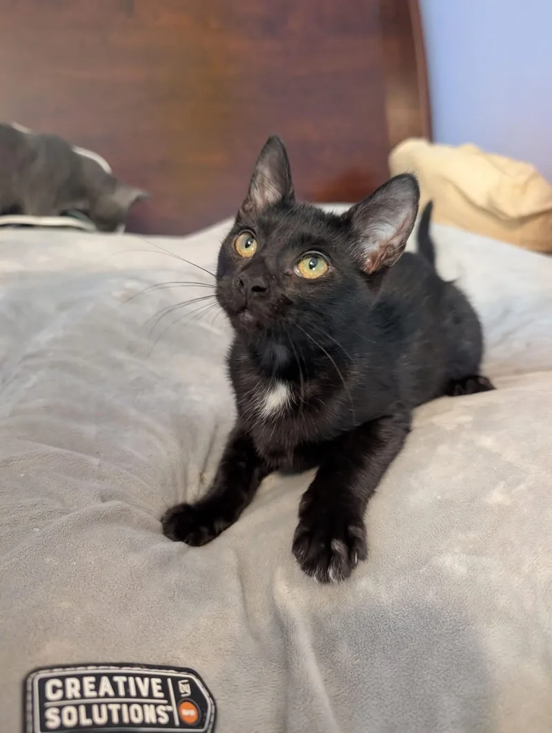 A baby medium-sized female Black Domestic Short Hair cat named Ivy for adoption in Manhattan, KS