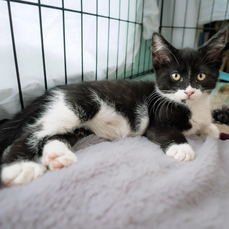 A baby small-sized female Black Domestic Short Hair cat named Parker for adoption in South Elgin, IL