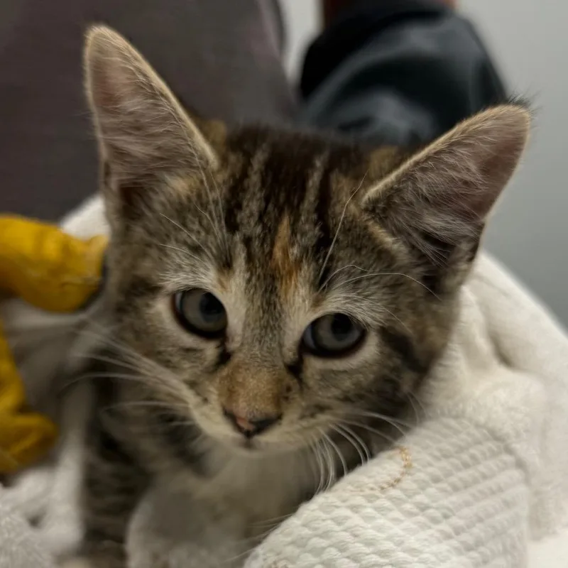 A baby small-sized female Brown / Chocolate Domestic Short Hair cat named Rhythm for adoption in Jacksonville, FL