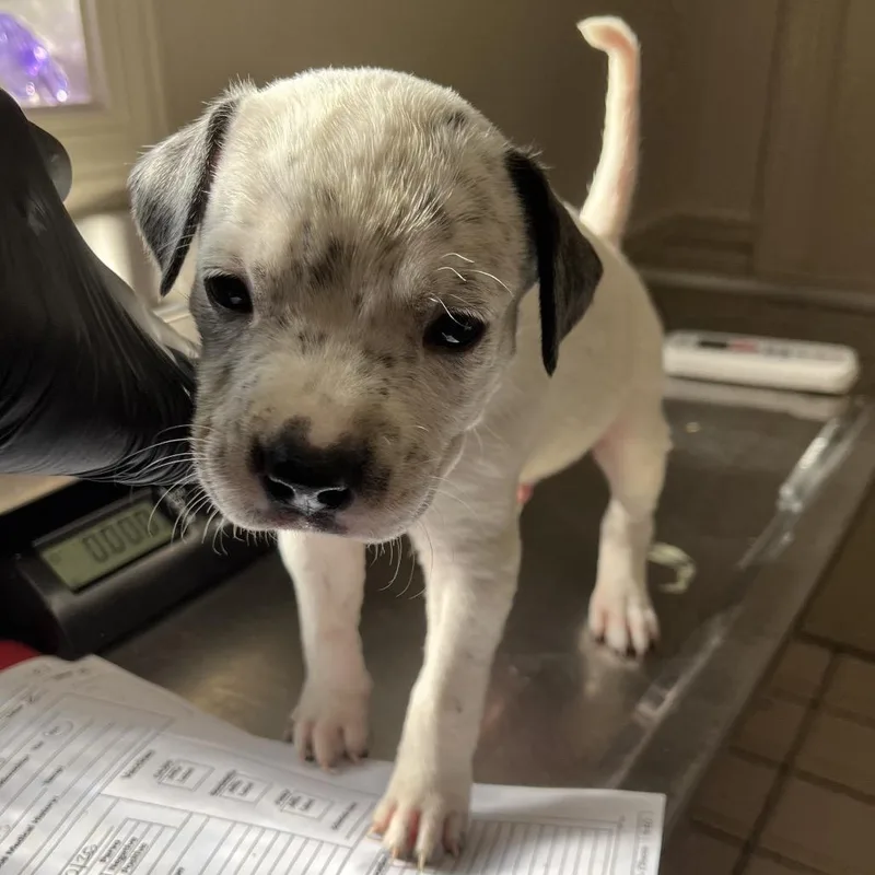 A young small-sized male White / Cream German Shorthaired Pointer dog named Snoopy for adoption in Tuscaloosa, AL