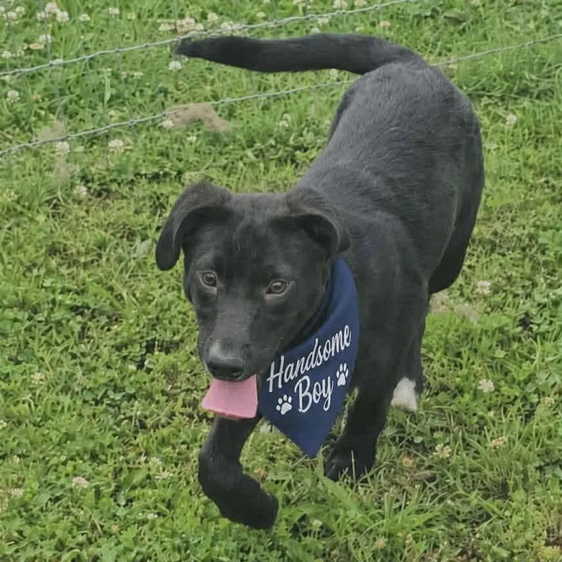 A young medium-sized male Black Mixed Breed dog named Harley for adoption in Hopkinton, MA