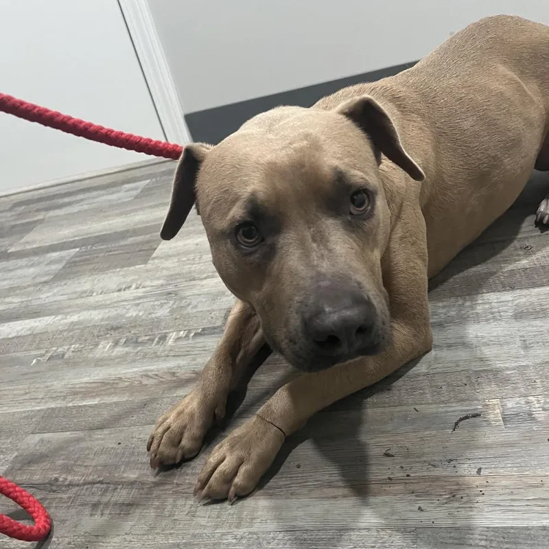 A young medium-sized male Brown / Chocolate American Bulldog dog named Hershey for adoption in Richmond Hill, GA