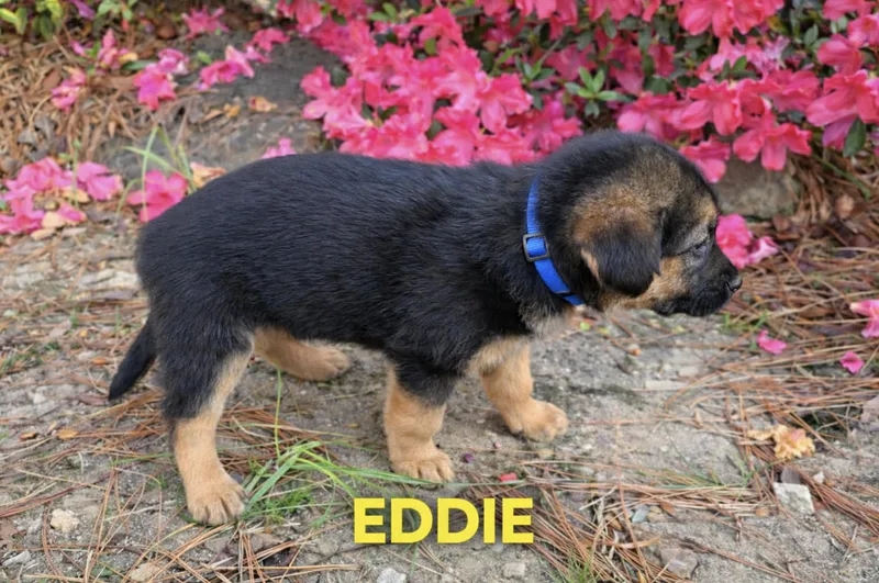 Eddie thumbnail 2