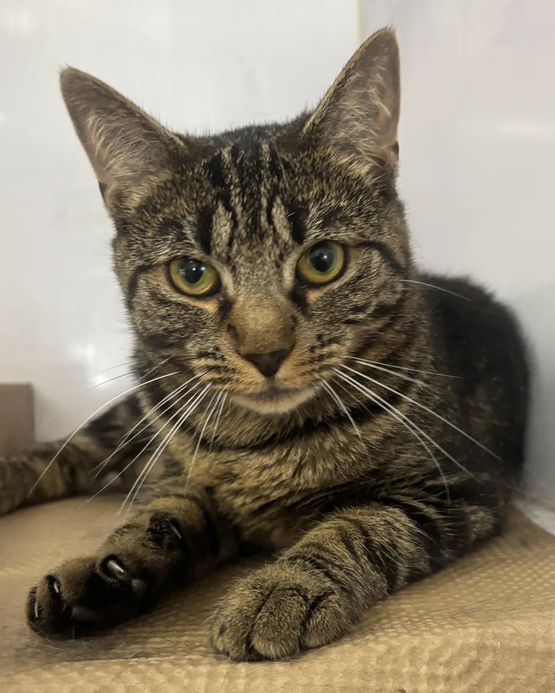 A young medium-sized female Tabby (Tiger Striped) Domestic Short Hair cat named Butters for adoption in North Haven, CT