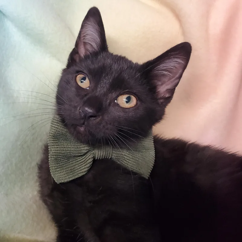 A baby medium-sized male Black Domestic Short Hair cat named Jarjar for adoption in Marseilles, IL