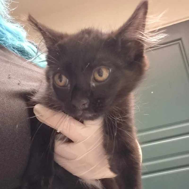 A baby small-sized male Black Domestic Short Hair cat named Jojo for adoption in Pasadena, CA
