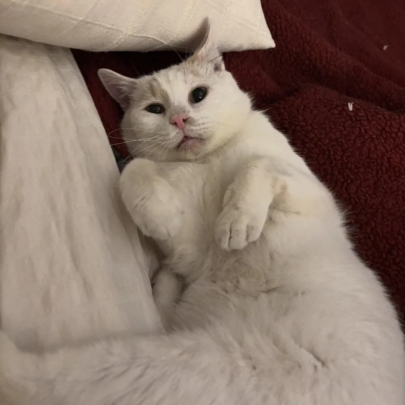 A senior medium-sized male Orange & White Domestic Short Hair cat named Floyd for adoption in Dublin, OH