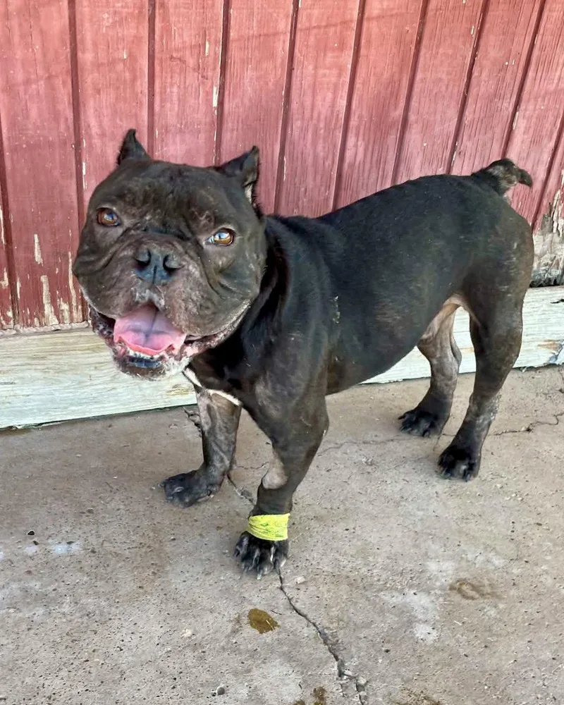 An adult medium-sized male American Bulldog dog named Brewster for adoption in Monticello, NY