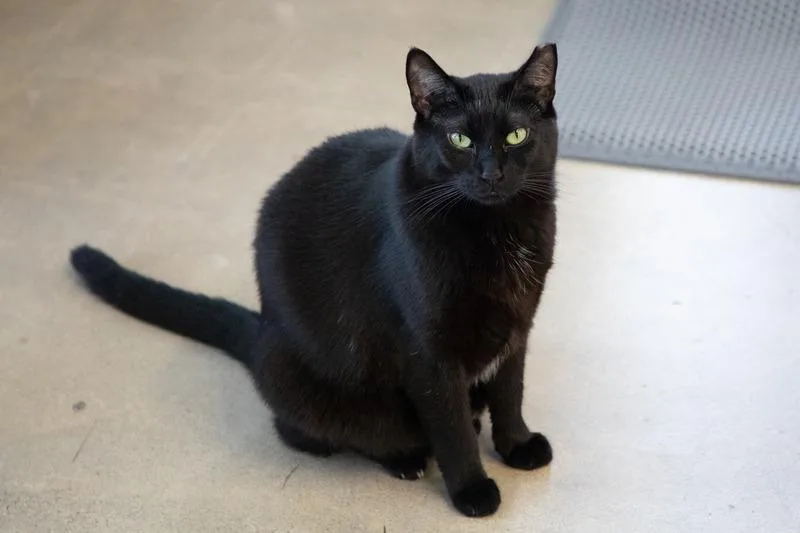 An adult medium-sized female Domestic Short Hair cat named Jubilee for adoption in Napa, CA
