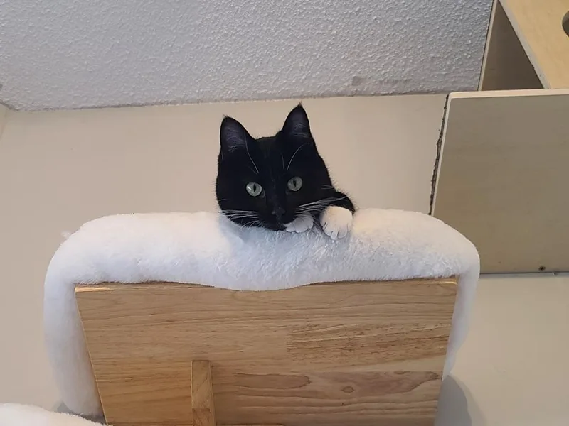 A young small-sized female Domestic Short Hair cat named Johnnie Mae Salsa for adoption in Minneapolis, MN