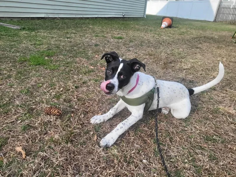 A baby large-sized female Australian Cattle Dog / Blue Heeler dog named Cannoli for adoption in Berlin, NJ