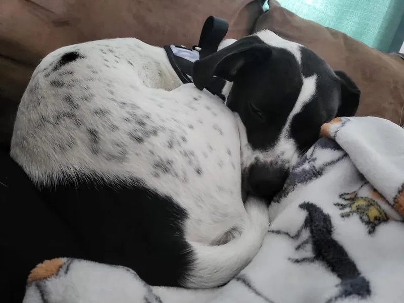 Cannoli thumbnail 3
