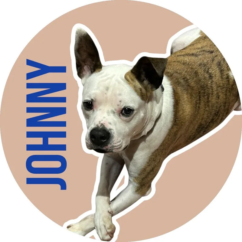 Johnny thumbnail 5