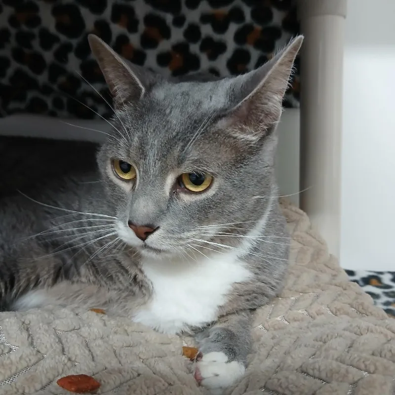 An adult extra large-sized male Gray / Blue / Silver Domestic Short Hair cat named Eddy for adoption in Clearwater, FL