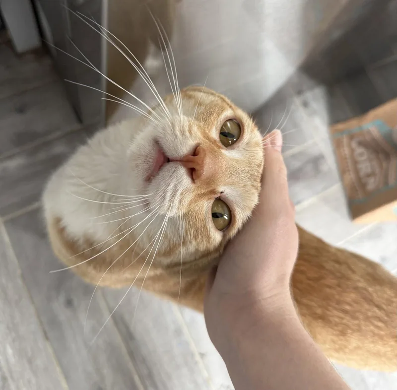 A young medium-sized male Orange & White Domestic Short Hair cat named Pockets for adoption in Brooklyn, NY