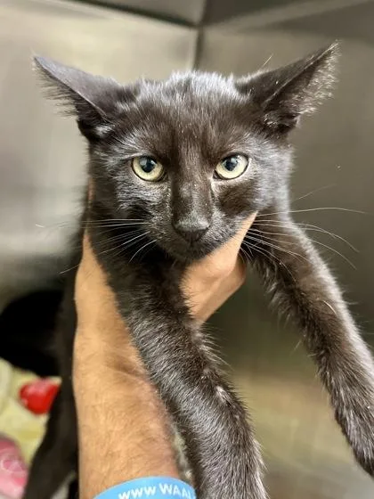A baby medium-sized male Black Domestic Short Hair cat named Jim for adoption in Wichita, KS
