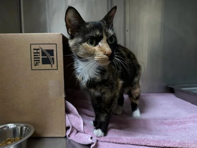 A young medium-sized female Domestic Short Hair cat named Knox for adoption in Boston, MA