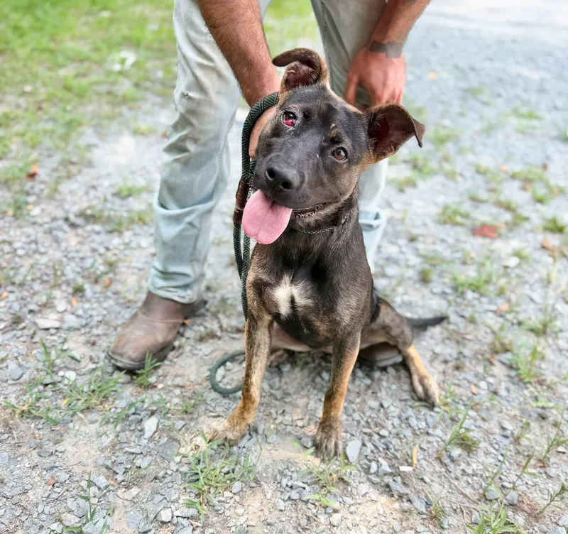 A young medium-sized female Mixed Breed dog named Spud for adoption in Elizabethtown, NC