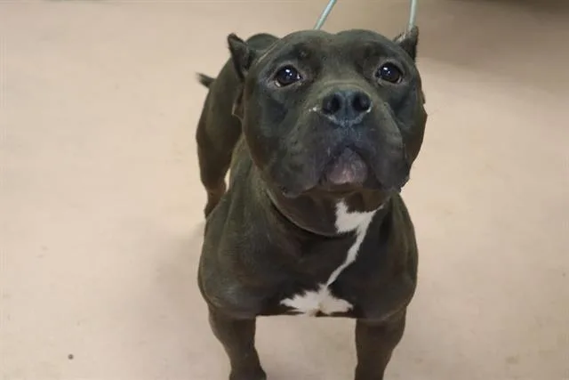 An adult medium-sized female Mixed Breed dog named Spyro for adoption in Columbia, SC