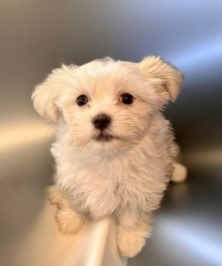 Cubbytiny Maltipoo Puppy!