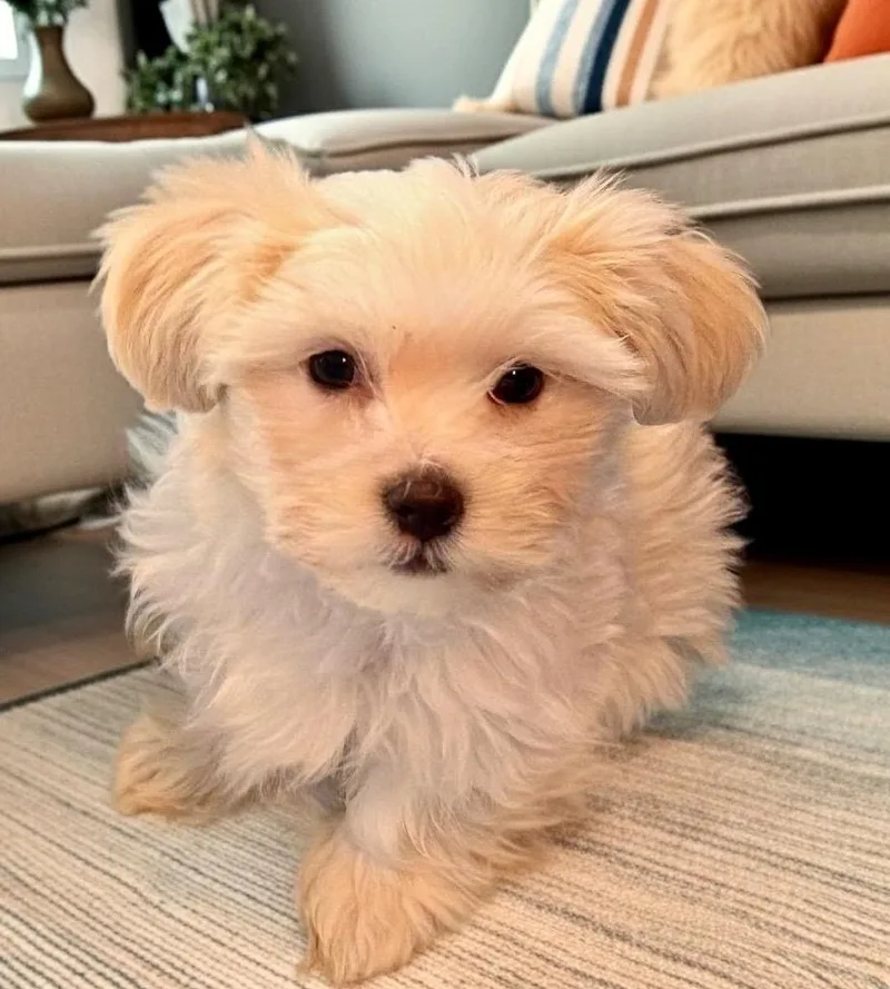 Cubbytiny Maltipoo Puppy! thumbnail 2