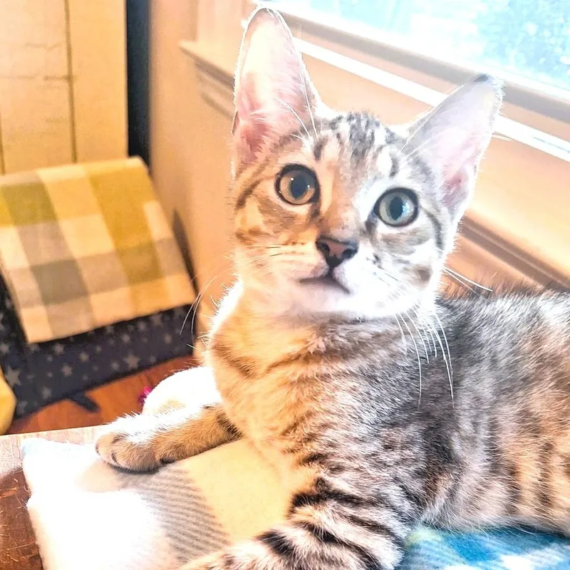A baby small-sized male Tabby (Brown / Chocolate) Domestic Short Hair cat named Burberry for adoption in Charlotte, NC