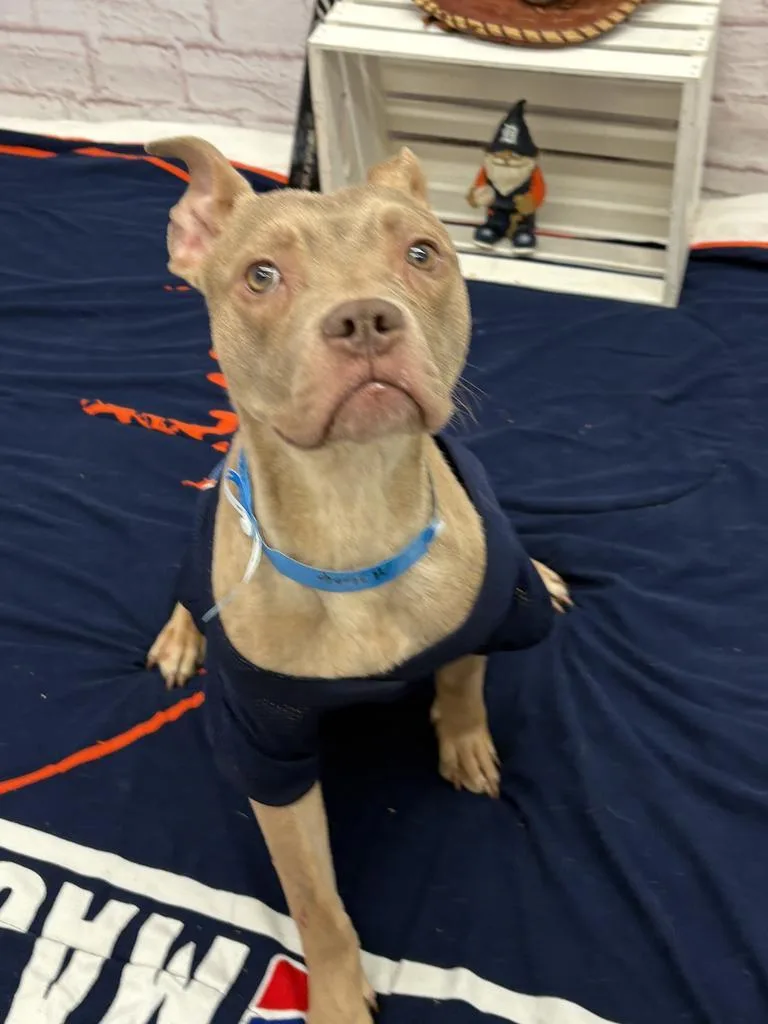 A baby medium-sized male Mixed Breed dog named West Coast for adoption in Detroit, MI