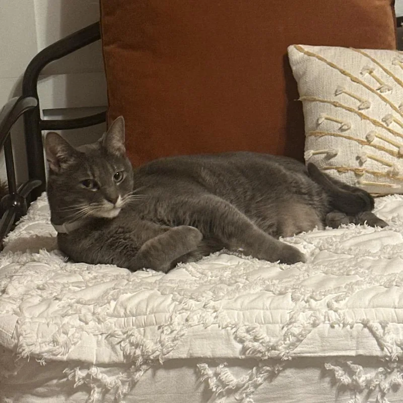 An adult large-sized male Gray / Blue / Silver Domestic Short Hair cat named Rackam for adoption in Fredericksburg, VA