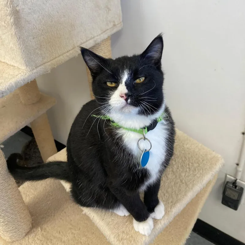 Peppermint thumbnail 2