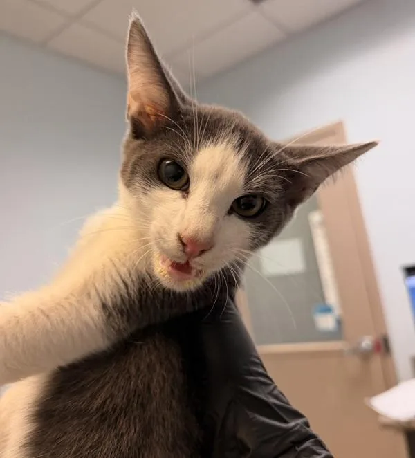 A baby small-sized male Domestic Short Hair cat named William Zucchini for adoption in San Diego, CA