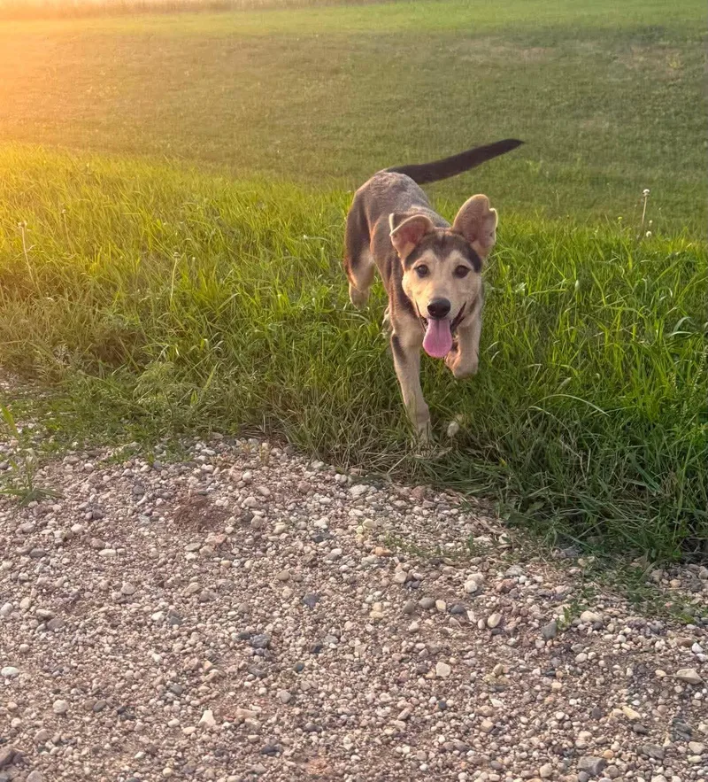 A baby large-sized male Mixed Breed dog named Milo for adoption in Sioux Falls, SD