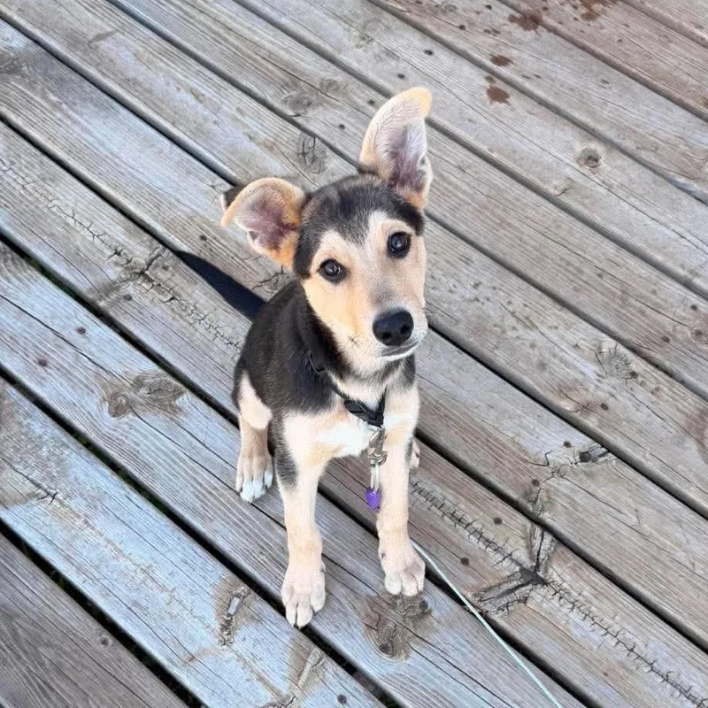 Milo thumbnail 2