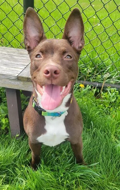 A young small-sized female Australian Kelpie dog named Ziva for adoption in Fort Wayne, IN