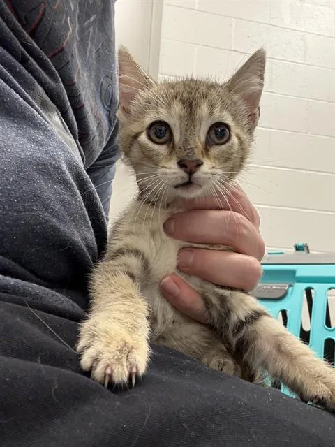 A baby small-sized female Domestic Short Hair cat named Rosey for adoption in Indianapolis, IN