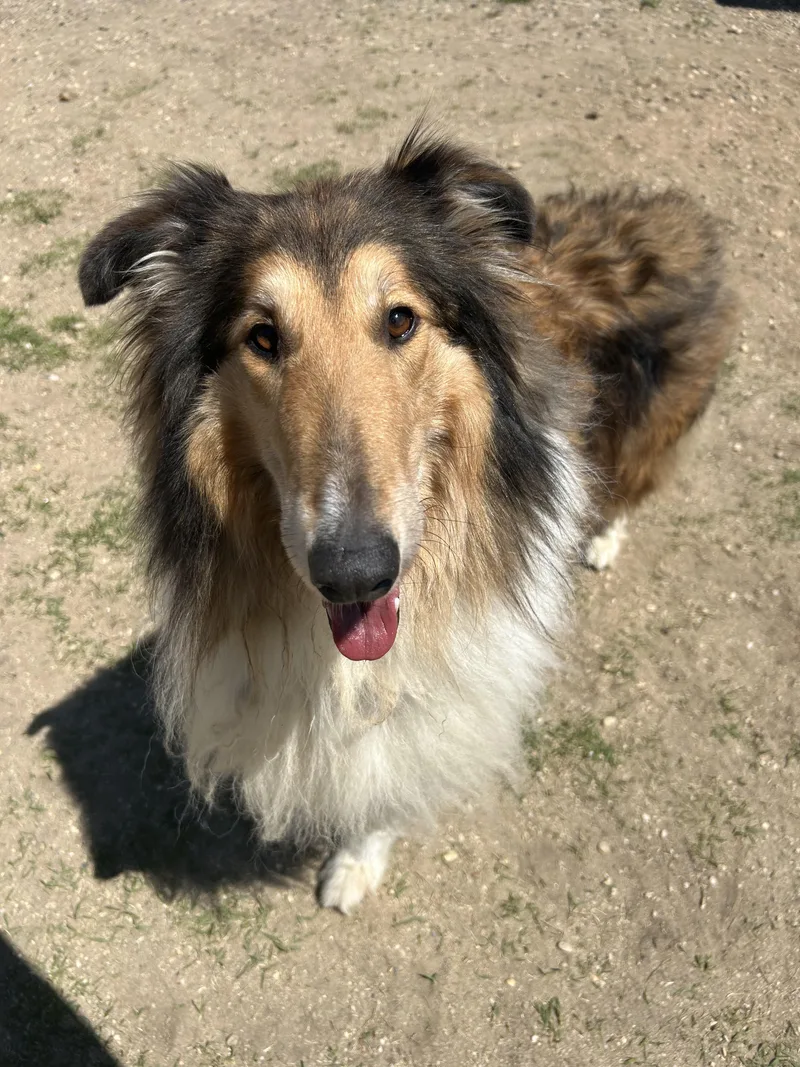 A senior large-sized male Brown / Chocolate Border Collie dog named Toby for adoption in East Northport, NY