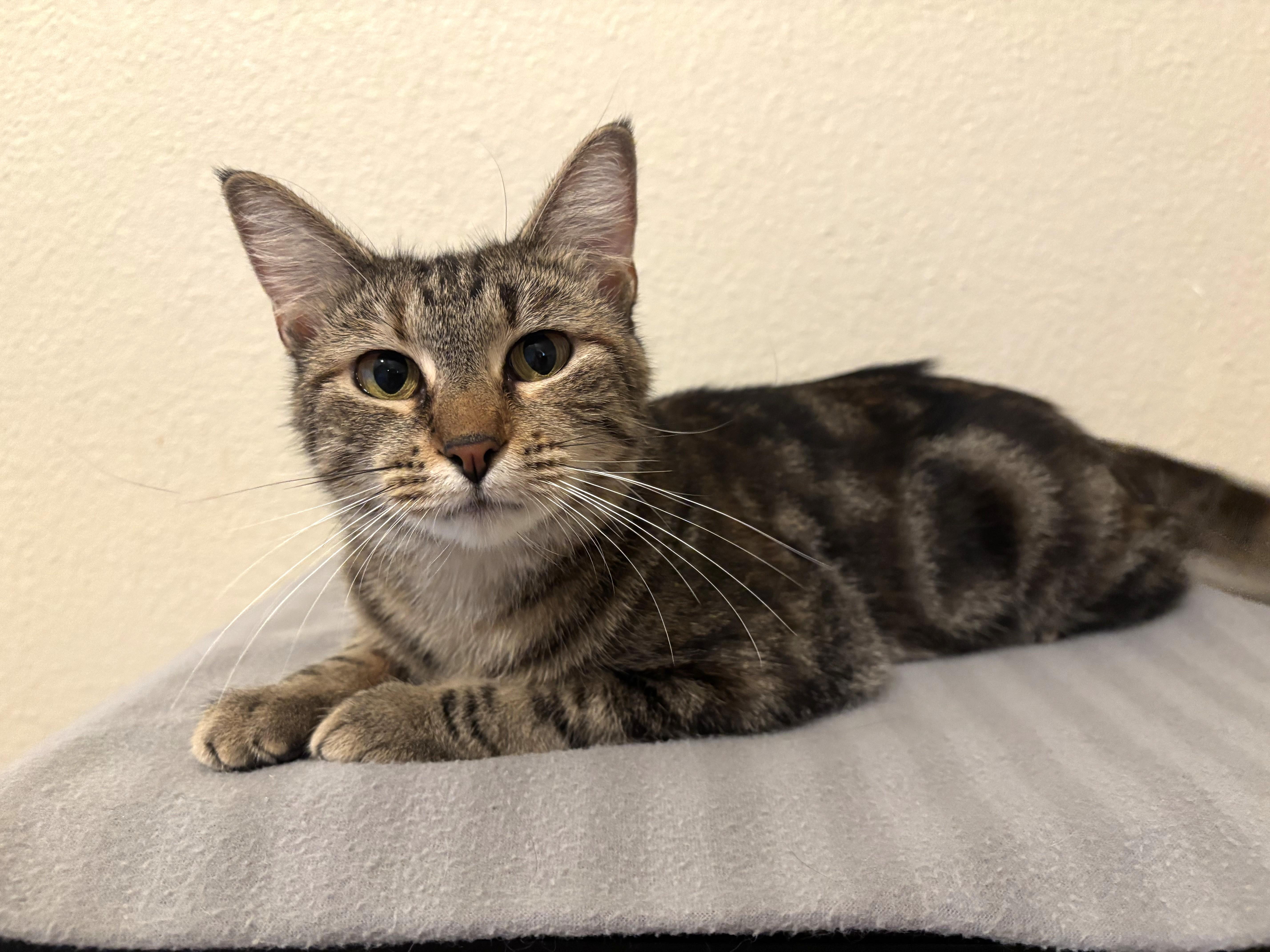 An adult medium-sized female Tabby (Brown / Chocolate) Tabby cat named Maggie for adoption in Bentonville, AR