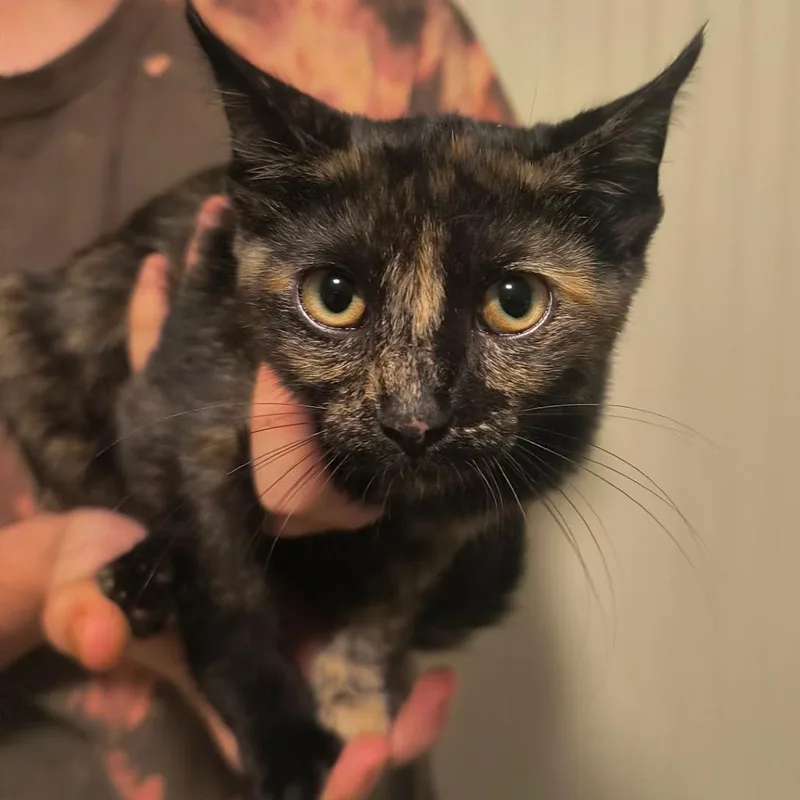 A baby small-sized female Tortoiseshell Domestic Short Hair cat named Story for adoption in Sequatchie, TN