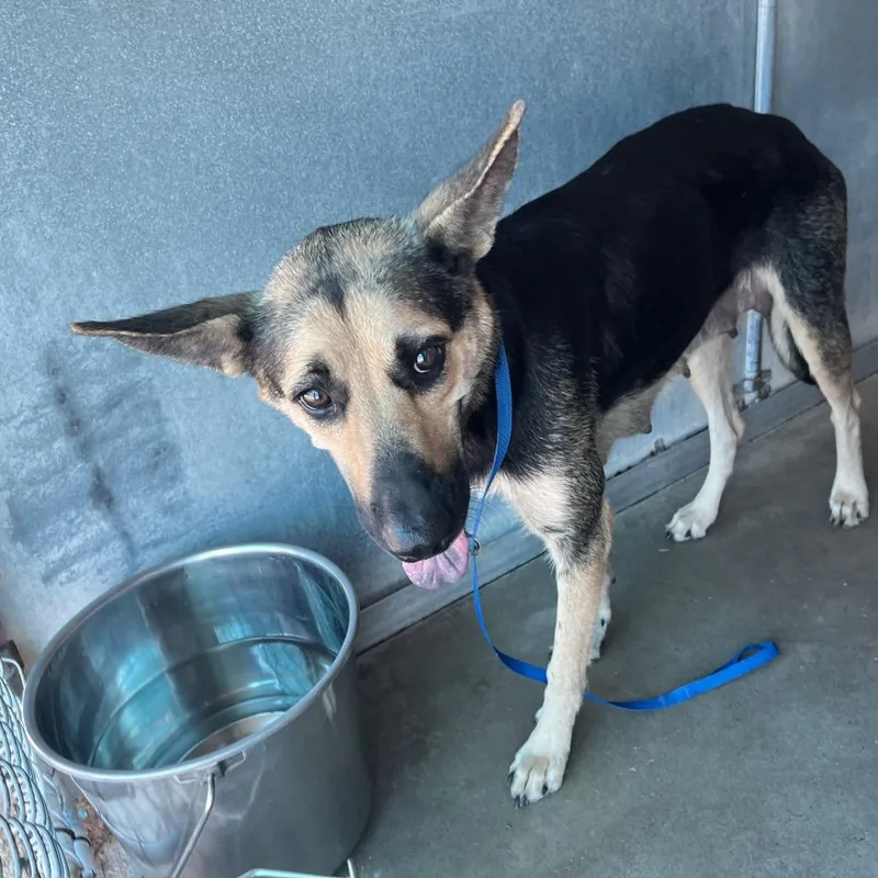 An adult medium-sized female German Shepherd Dog dog named Leah for adoption in Edinburg, TX