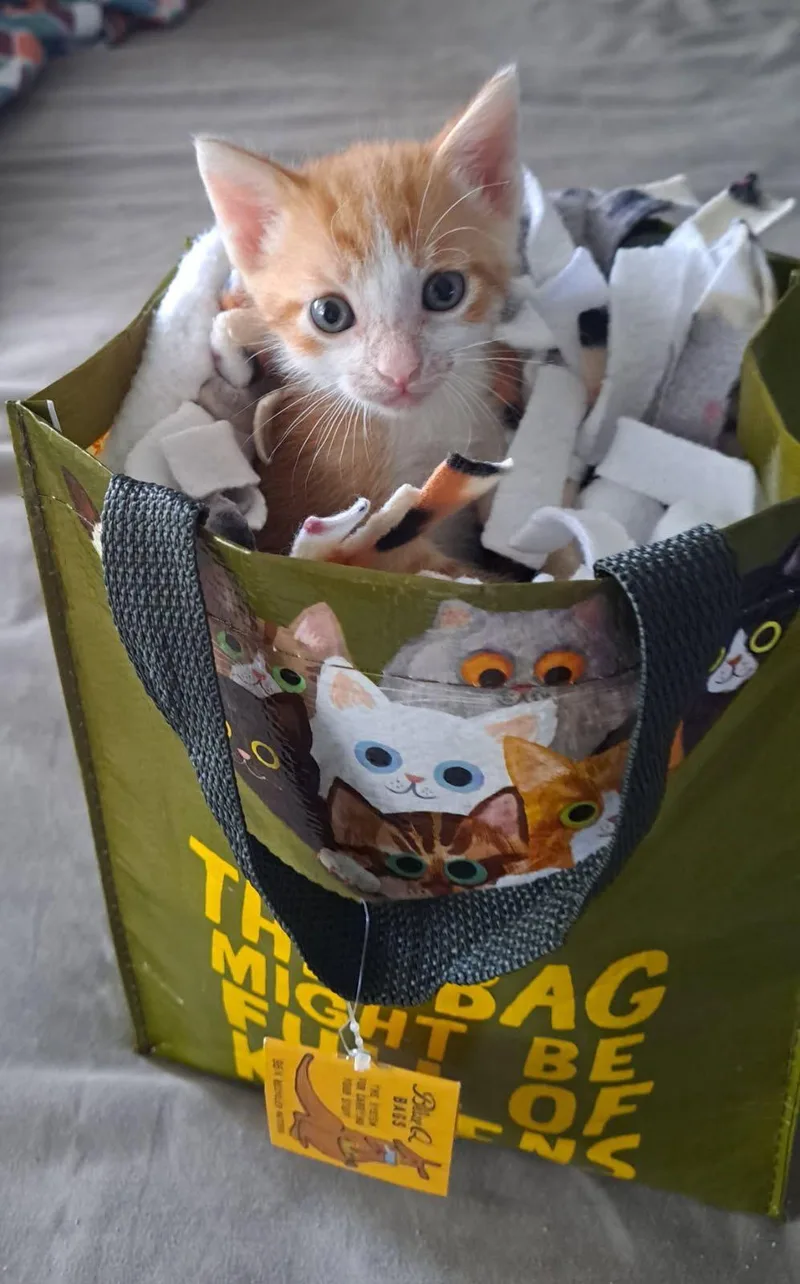 A baby medium-sized male Orange & White Domestic Short Hair cat named Adonis for adoption in Margate, FL