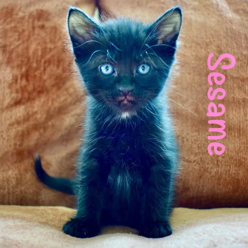 A baby medium-sized female Black Domestic Short Hair cat named Sesame for adoption in Reston, VA