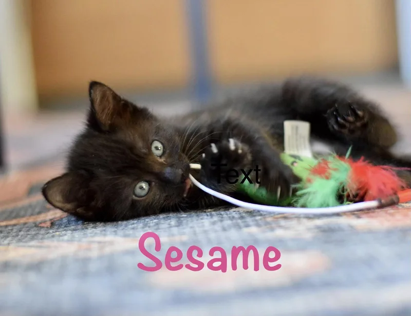 Sesame thumbnail 2